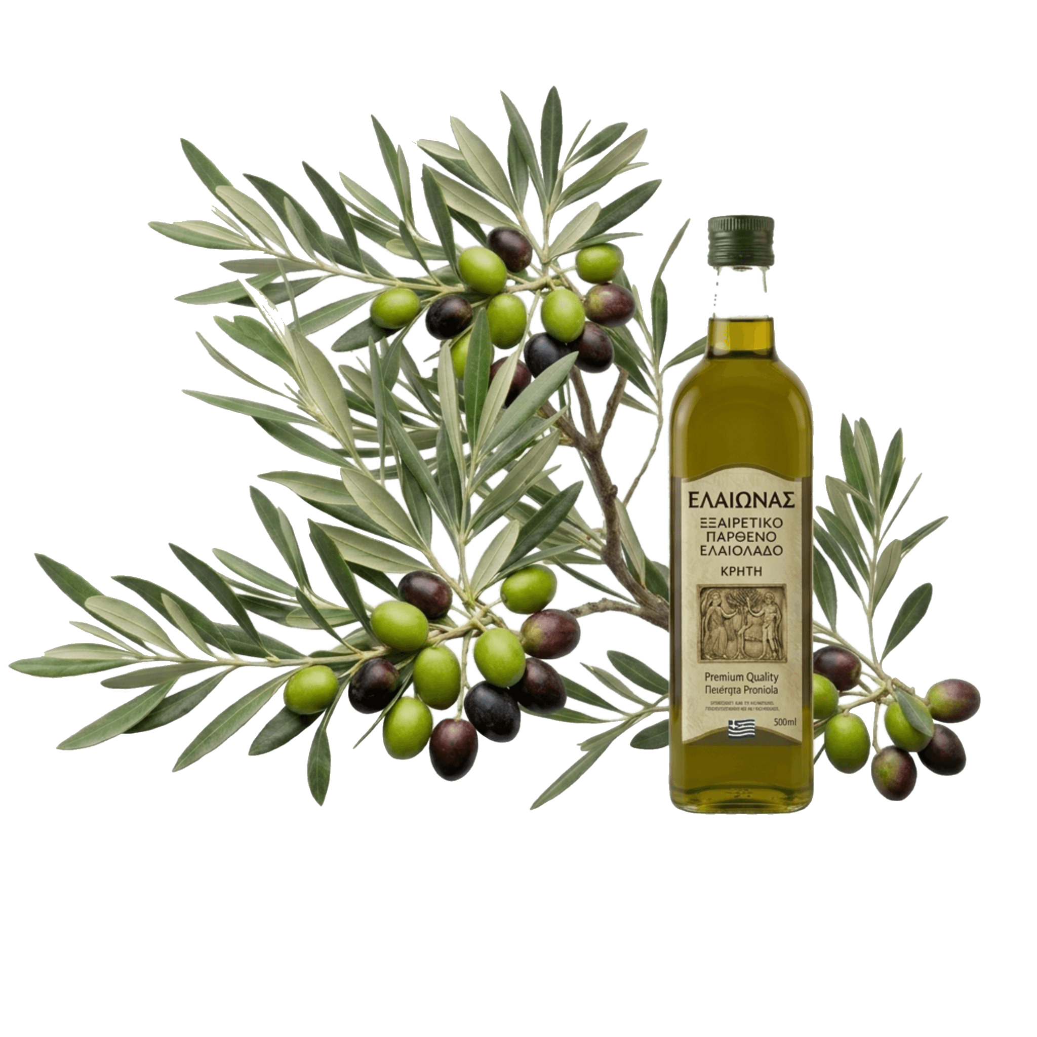 Frische Oliven und Olivenzweige